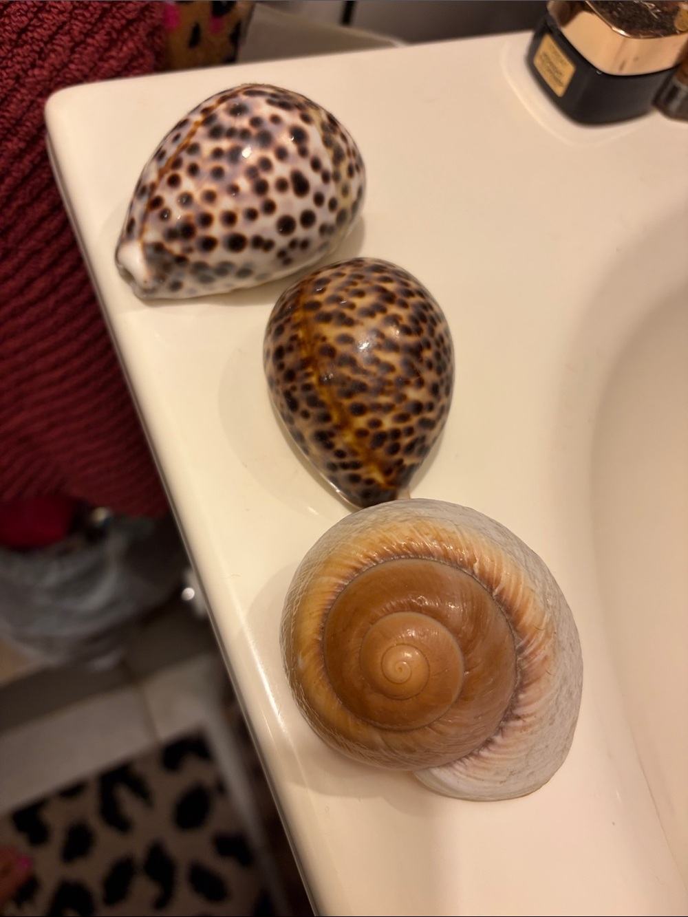 Natural Brown and Speckled Shell Decorative Accents - Unbranded